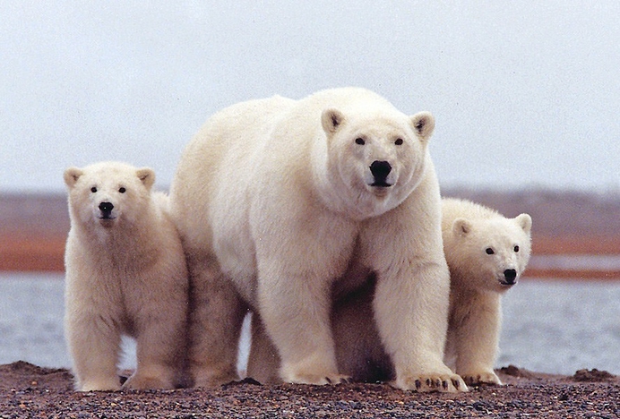Waar zijn alle ijsberen gebleven?