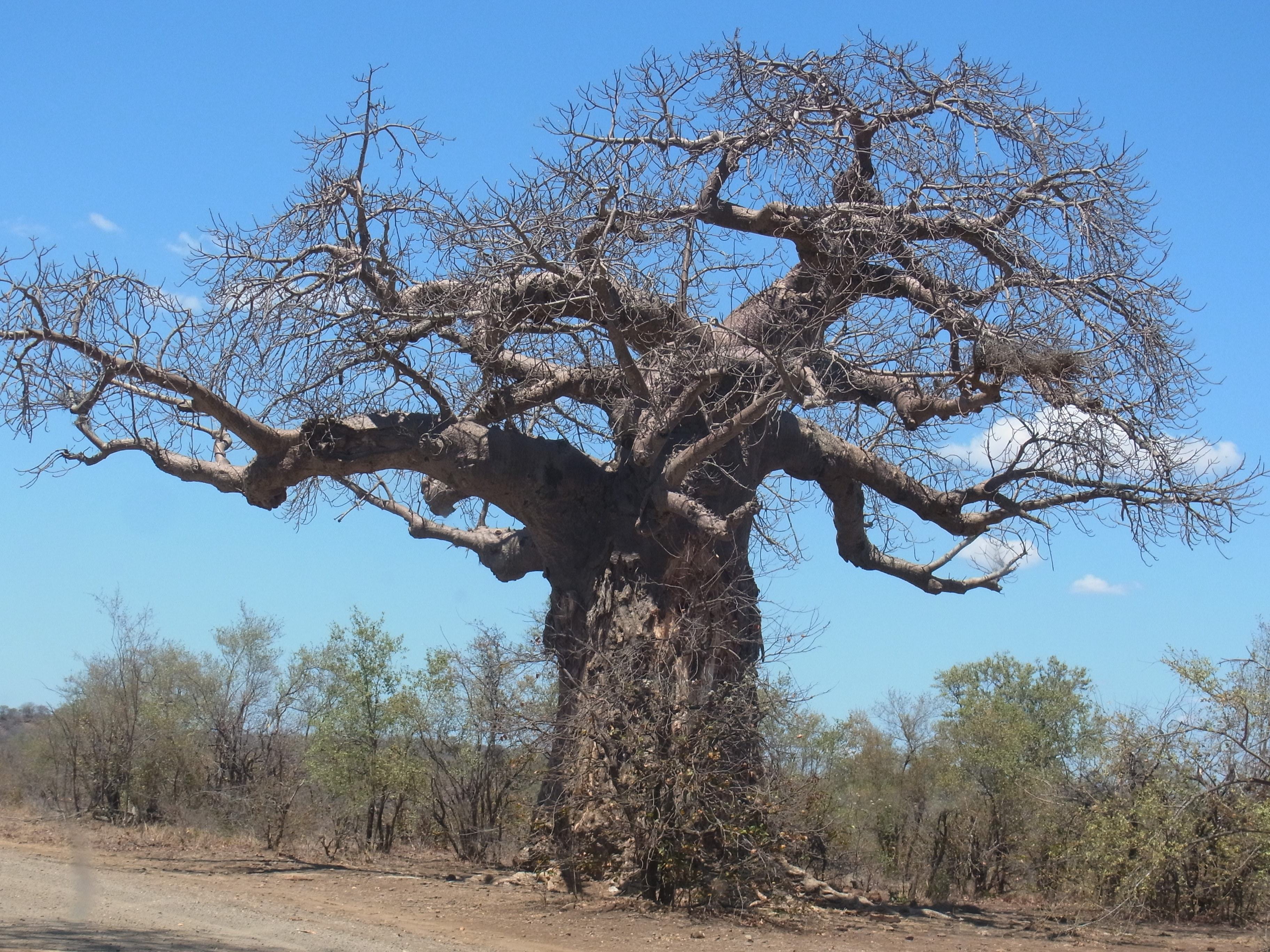 'De oudste baobabbomen gaan dood!' Ja, wat had je anders gedacht?
