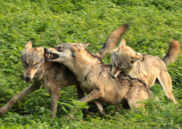 Hoe het Westen een herderin van wolven werd