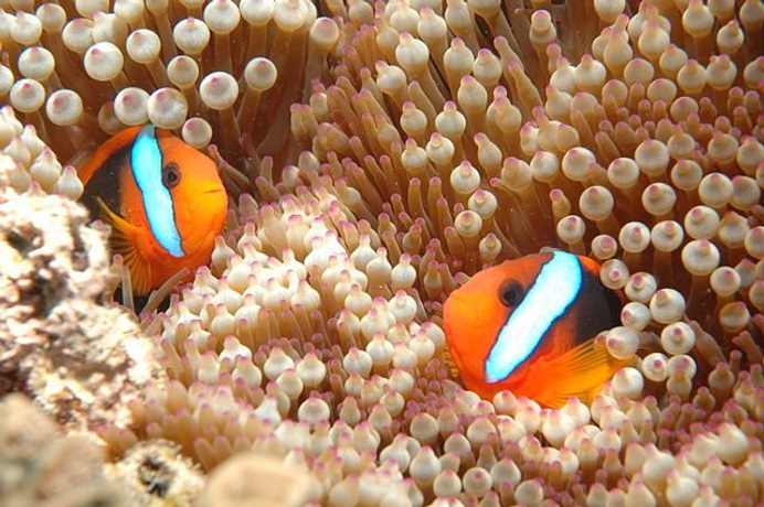 Gaat het wel zo slecht met het Great Barrier Reef?