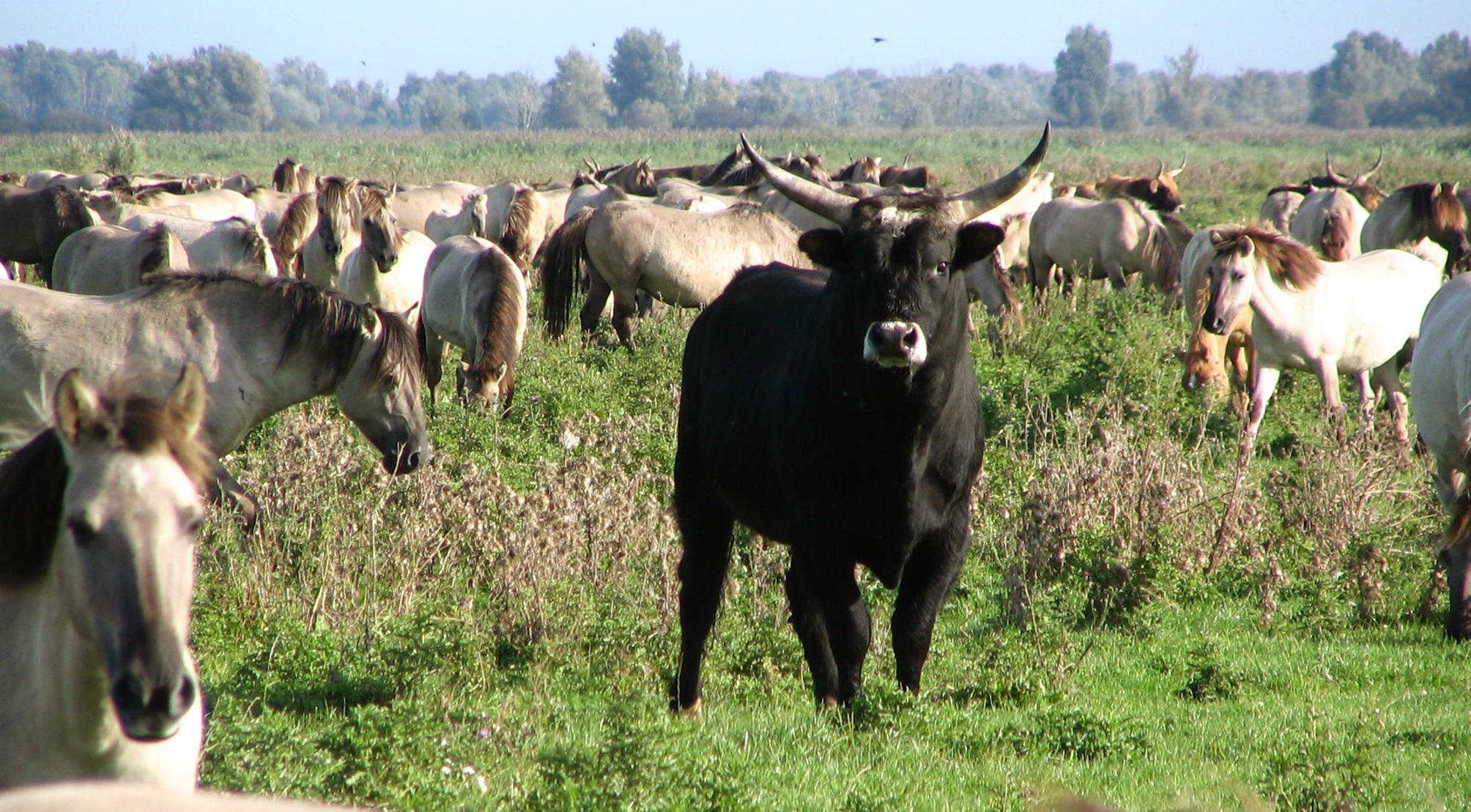 Nederland is voor boerennatuur. Breng de 'wilde' grazers maar naar de slager.