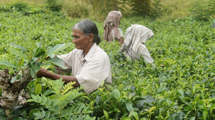 ‘Duurzame’ landbouw stort Sri Lanka terug in armoede