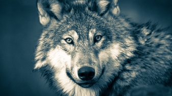 De wolf is een roofdier dat niet in Nederland thuishoort