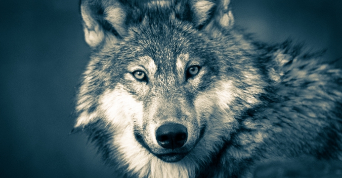 De wolf is een roofdier dat niet in Nederland thuishoort