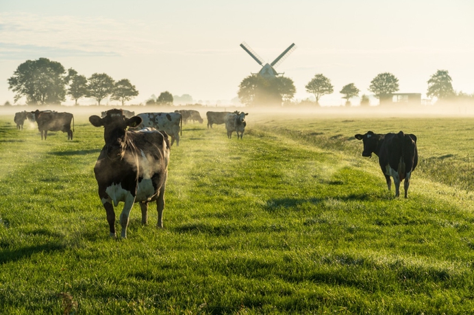 BBB zwicht voor stikstofpolitiek in Zuid-Holland: toch onteigening van boeren