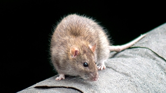 Rattenplaag teistert Amsterdam, maar Femke Halsema pompt liever geld in Pride