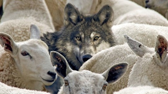 "Respectvolle dialoog": wolf in schaapskleren wil Zwarte Piet verorberen