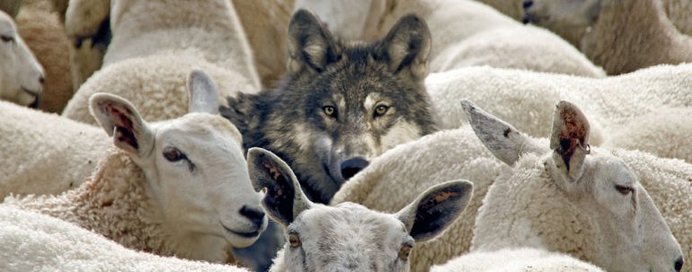"Respectvolle dialoog": wolf in schaapskleren wil Zwarte Piet verorberen