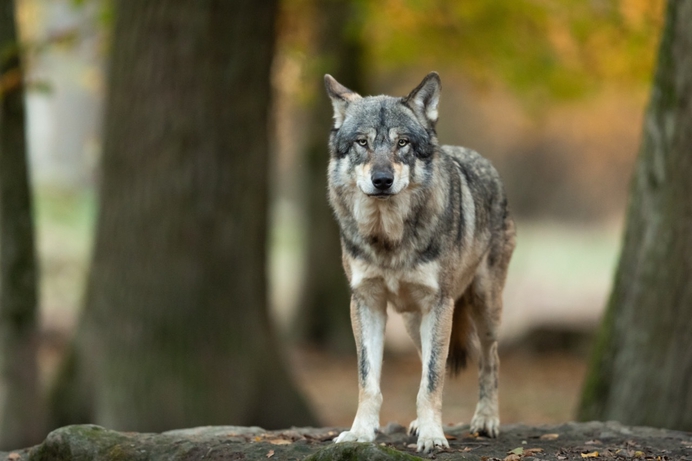 Wolf maakt in Nederland zeven keer meer slachtoffers dan in Duitsland