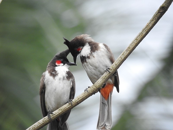Bulbuls Wikipedia