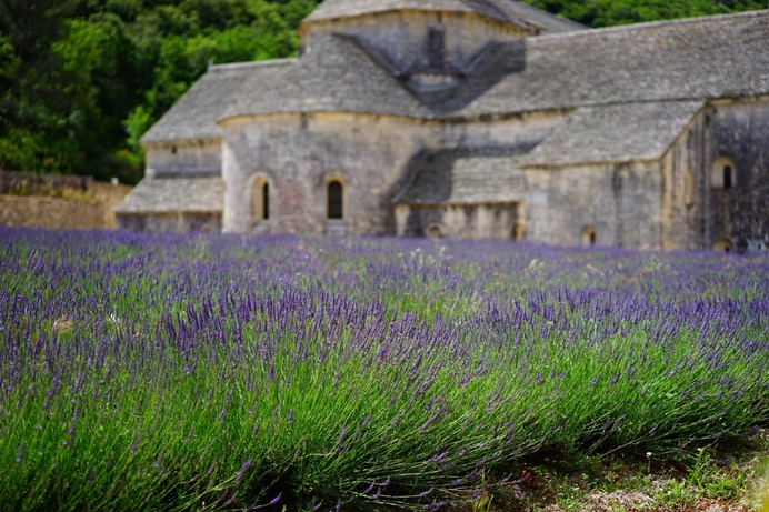 Lavender field with church