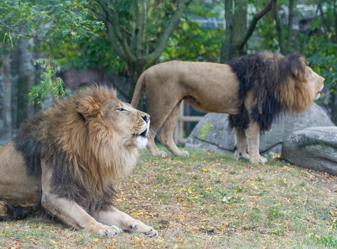 De fabel van homoseksualiteit bij dieren