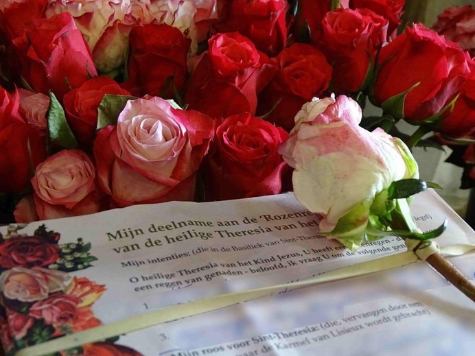 Rozen bij heilige Theresia in Lisieux