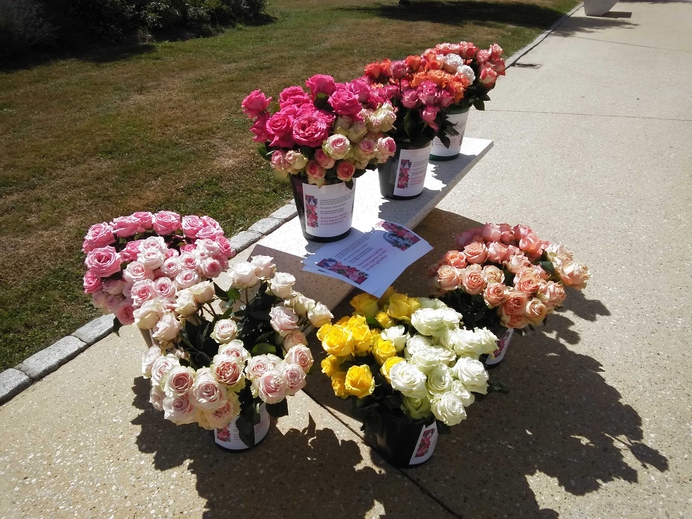 Lisieux 340 rozen min