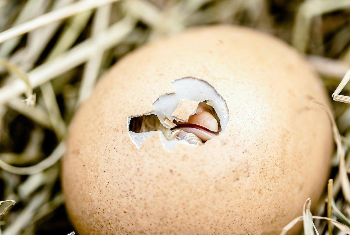 Terwijl Fransen ongeboren kind vogelvrij verklaren, beschermen Duitsers ongeboren kuikens