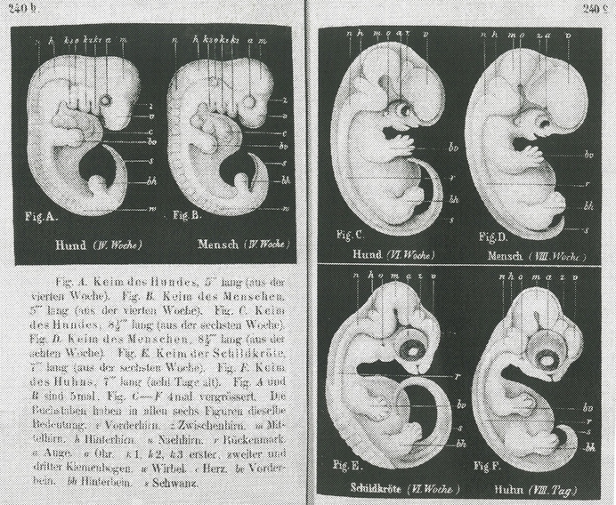 Ernst haeckel embryo
