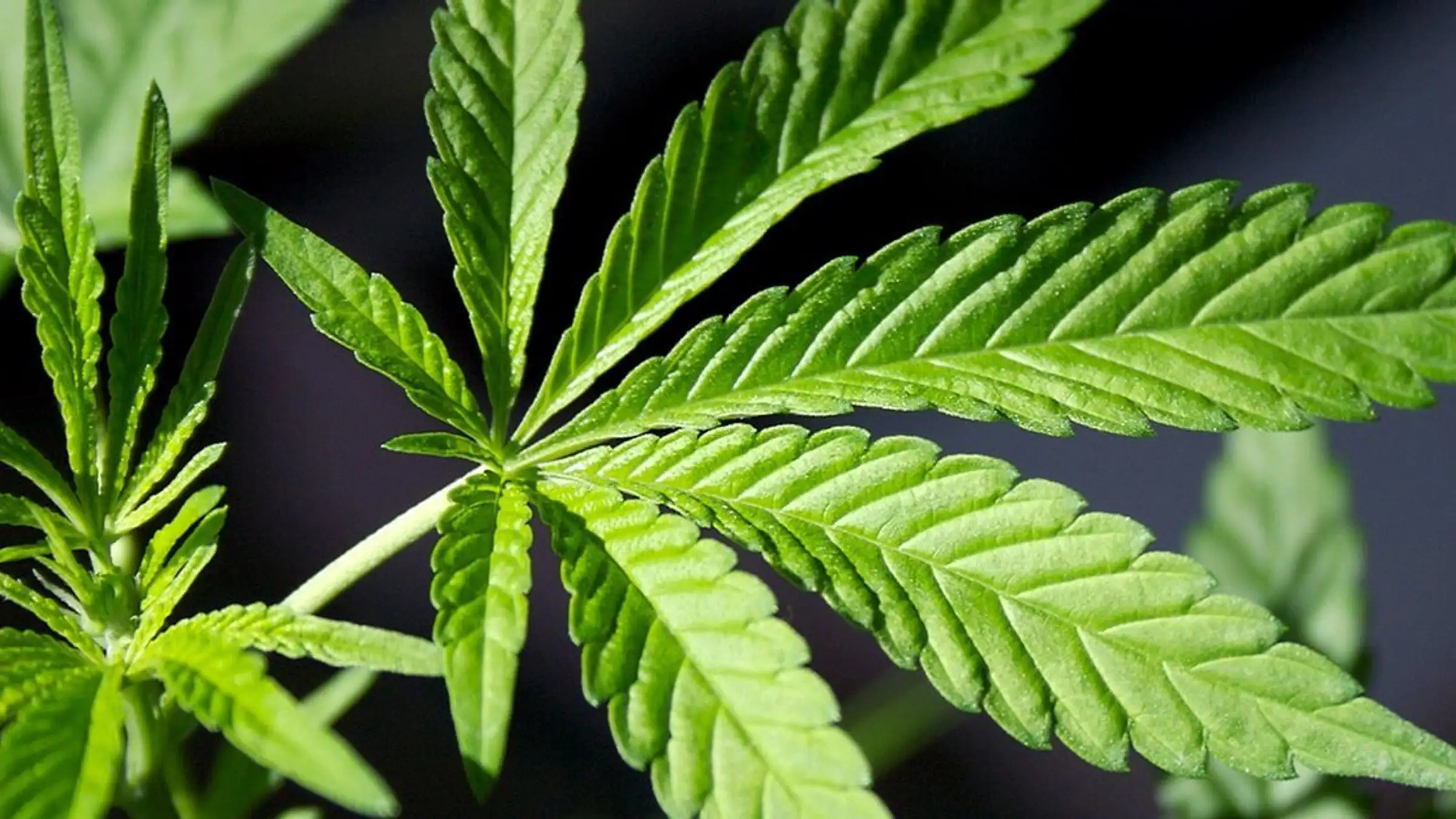 Four reasons why I never tried Marijuana