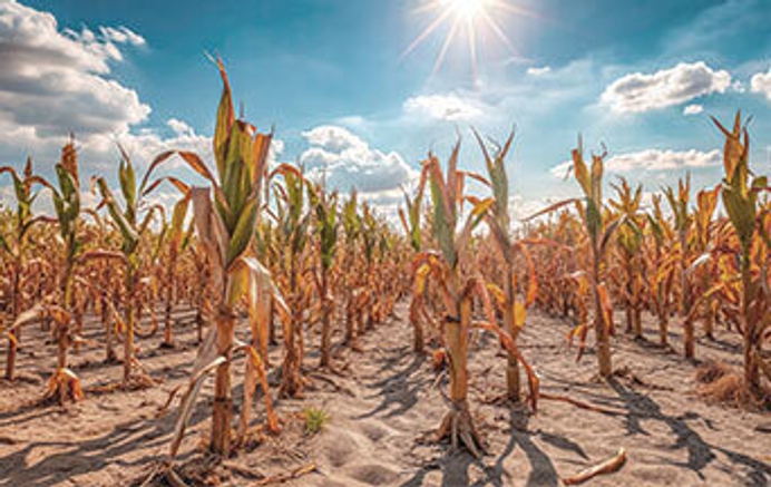 Why must ‘extreme’ Heat Waves be turned into Global Disasters?